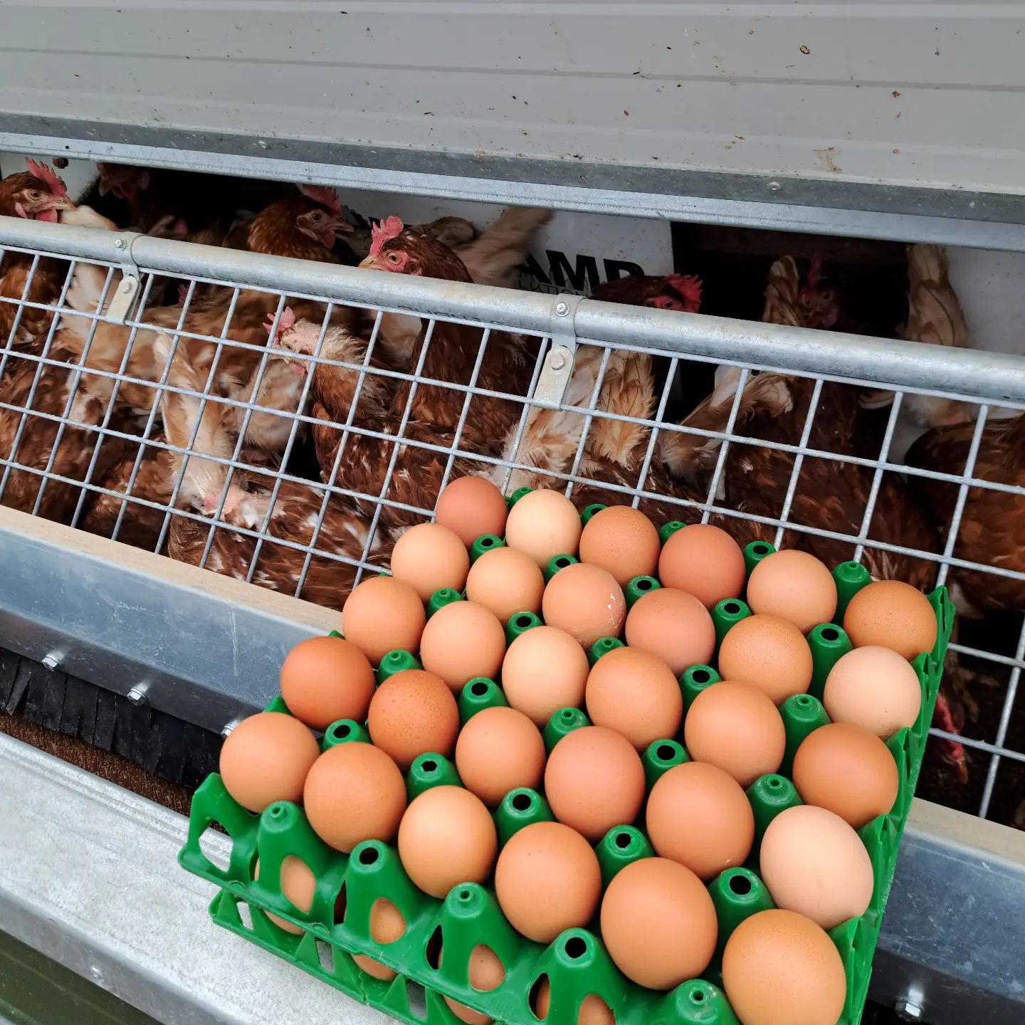 egg tray лоток для яиц