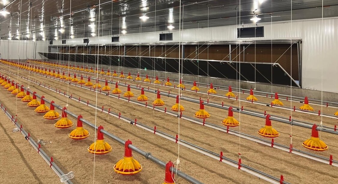 chicken farm equipment оборудование для птицефермы (63)_proc