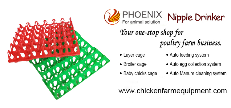 egg tray лоток для яиц