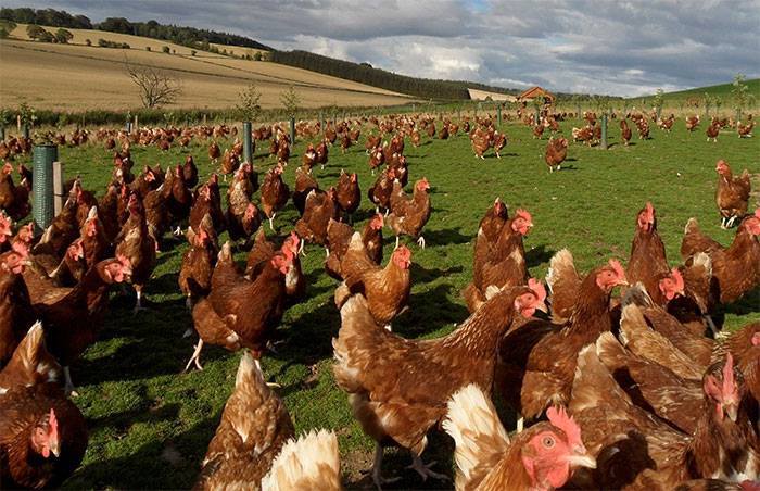 chicken farm оборудование для птицеферм (59)