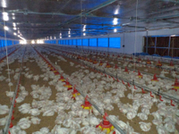 //ikrorwxhlqoqlp5m.ldycdn.com/cloud/jkBprKmilkSRjkomnlipiq/Automatic-Flat-chicken-farm.jpg