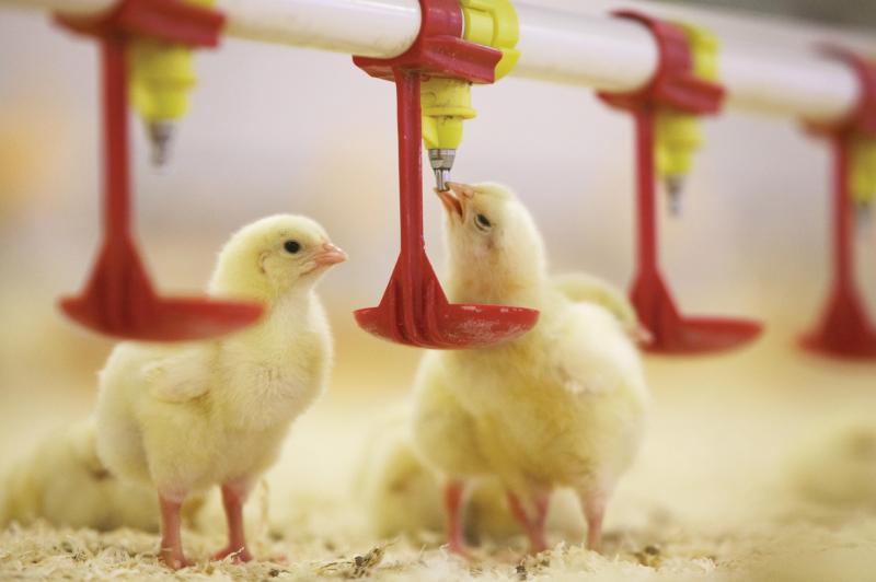 оборудование для птицефермы (3)