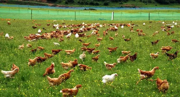 Как куры на свободном выгуле знают свои границы