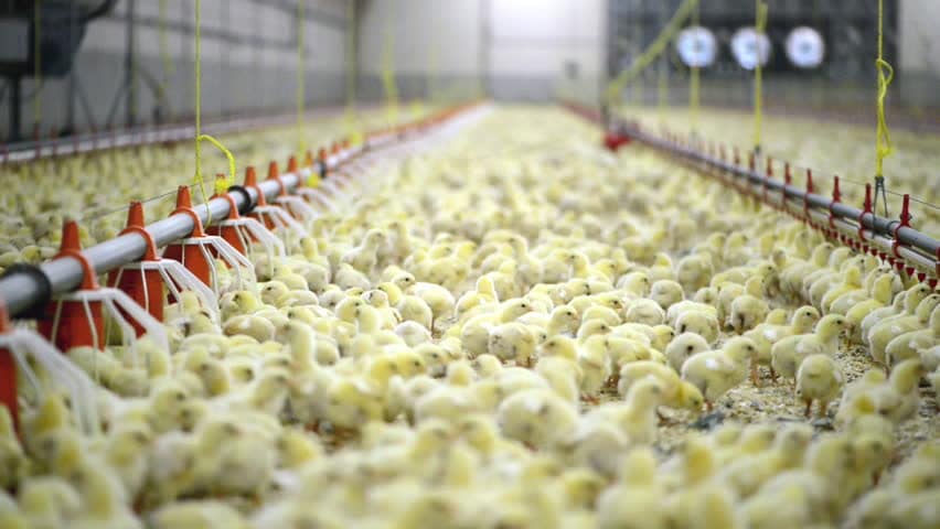 Анализ питьевой воды из сосков однодневных яичных цыплят