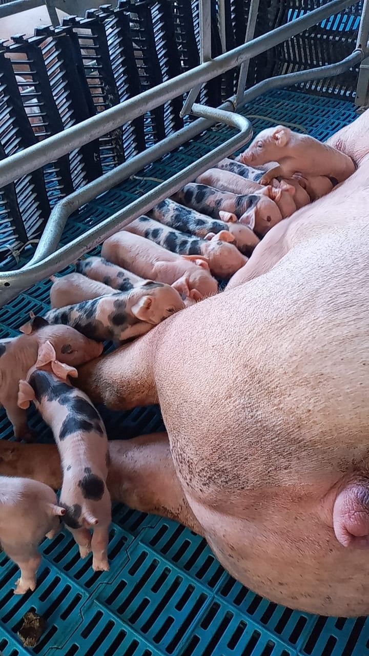 куриная ферма