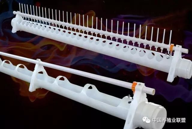 любитель курицы1